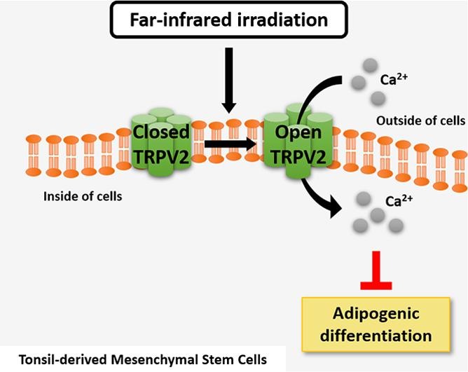 조인호 (Inho Jo)교수님의 연구가 Stem Cell Research에 출판되었습니다!