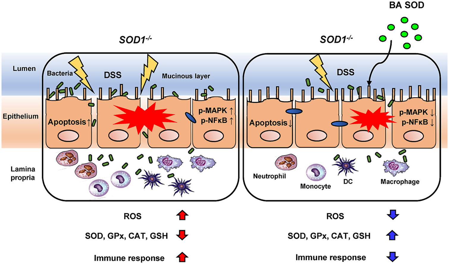 권오란 (Oran Kwon)교수님의 연구가 Redox Biology에 출판되었습니다!